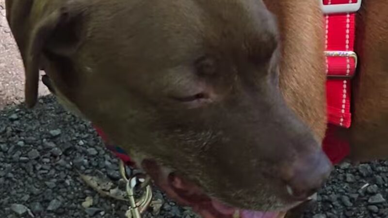 Shattuck Park - Norwood, MA