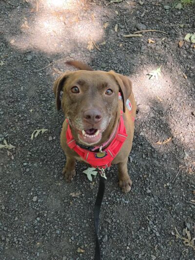 Shattuck Park - Norwood, MA