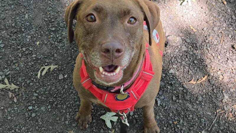 Shattuck Park - Norwood, MA