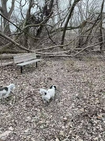 Adell Bridge and Walking Trail - Novi, MI