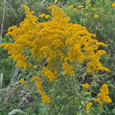 Bosco Fields - Novi, MI