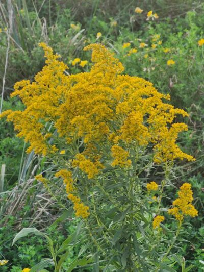 Bosco Fields - Novi, MI