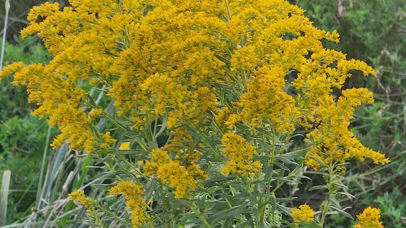 Bosco Fields - Novi, MI