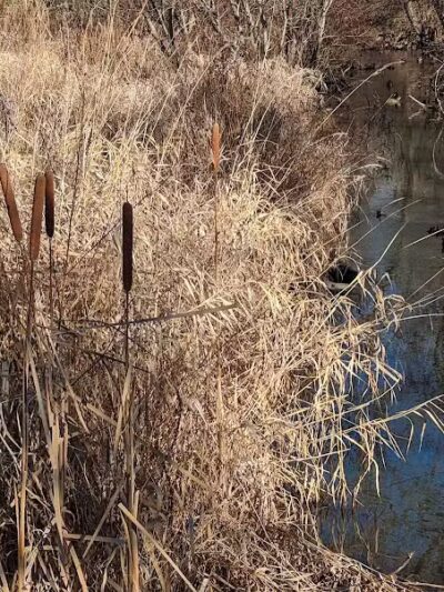 Brookfarm Park - Novi, MI