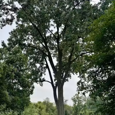 Brookfarm Park - Novi, MI