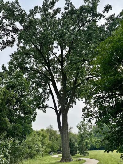 Brookfarm Park - Novi, MI