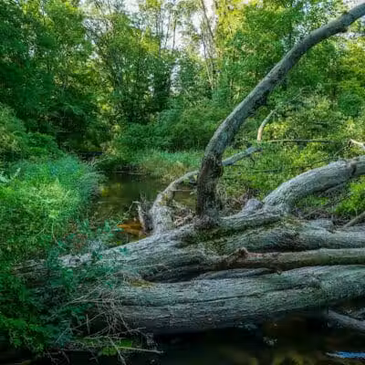 Lakeshore MTB Trailhead (North) - Novi, MI