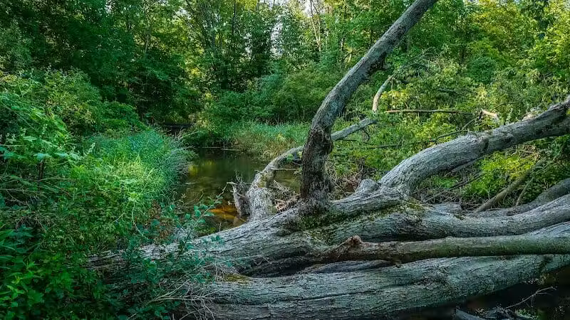 Lakeshore MTB Trailhead (North) - Novi, MI