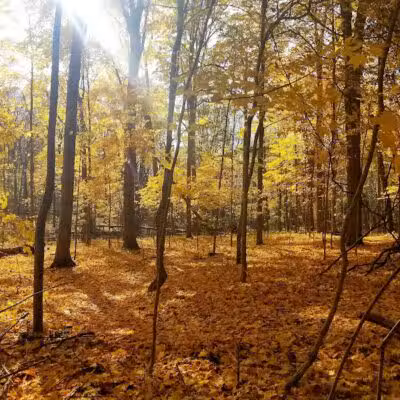 Lakeshore Park - Novi, MI