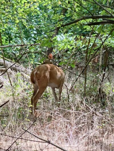 Lakeshore Park - Novi, MI
