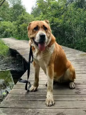 Lakeshore Park - Novi, MI