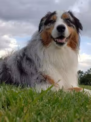 Pavilion Shore Park - Novi, MI