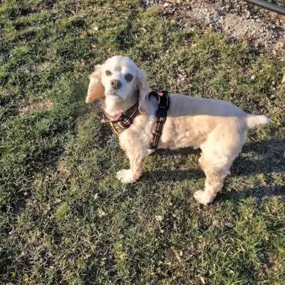 Novi Dog Park - Novi, MI