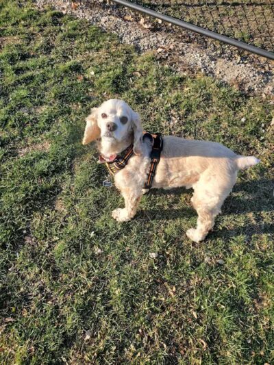 Novi Dog Park - Novi, MI