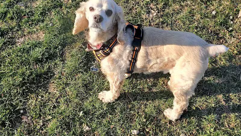 Novi Dog Park - Novi, MI