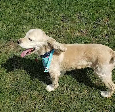 Novi Dog Park - Novi, MI