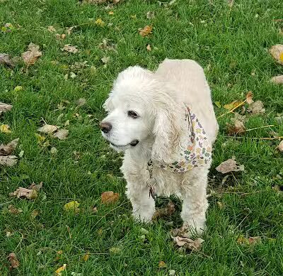 Novi Dog Park - Novi, MI