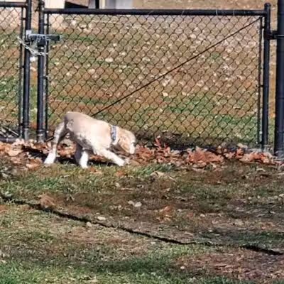 Novi Dog Park - Novi, MI