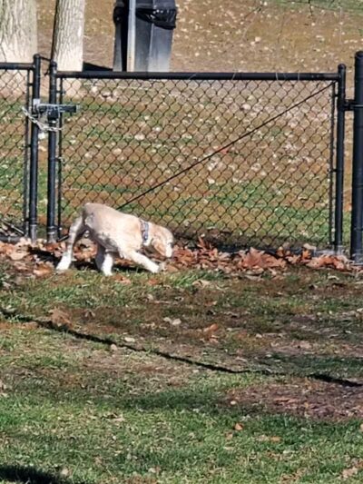 Novi Dog Park - Novi, MI
