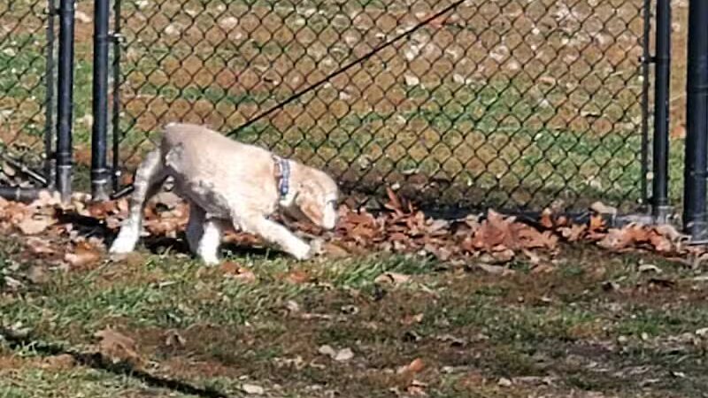 Novi Dog Park - Novi, MI