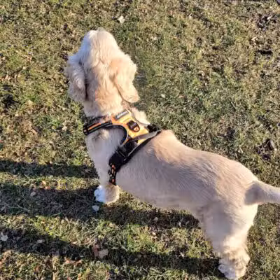 Novi Dog Park - Novi, MI