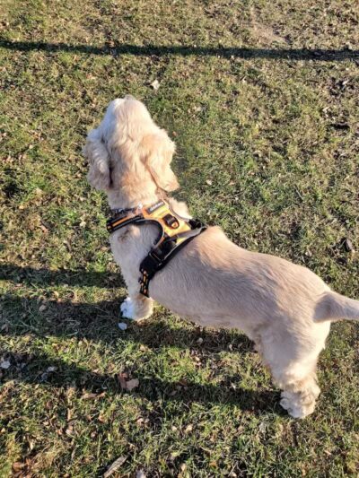 Novi Dog Park - Novi, MI