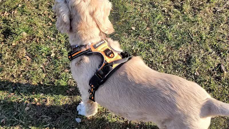 Novi Dog Park - Novi, MI