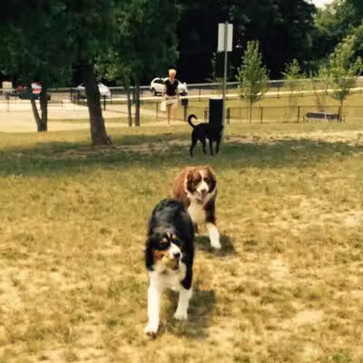Novi Dog Park - Novi, MI