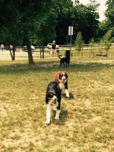 Novi Dog Park - Novi, MI