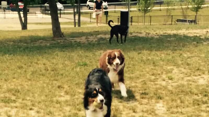 Novi Dog Park - Novi, MI