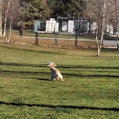 Novi Dog Park - Novi, MI