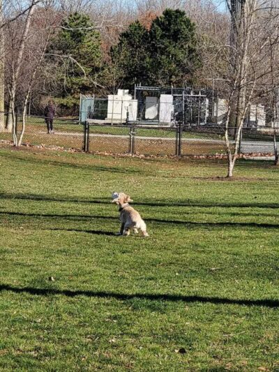Novi Dog Park - Novi, MI