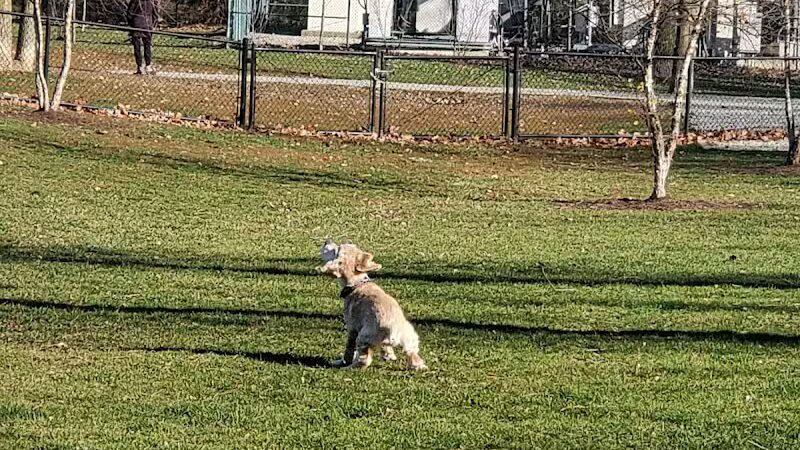 Novi Dog Park - Novi, MI