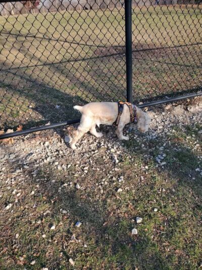 Novi Dog Park - Novi, MI