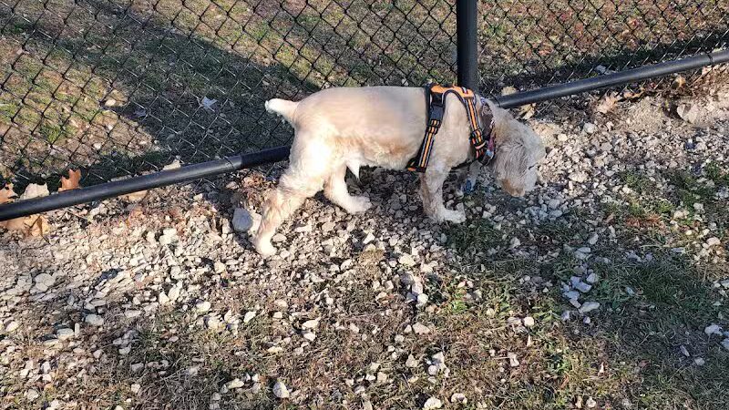 Novi Dog Park - Novi, MI