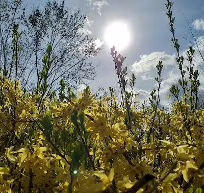 Orchard Hills West Park - Novi, MI