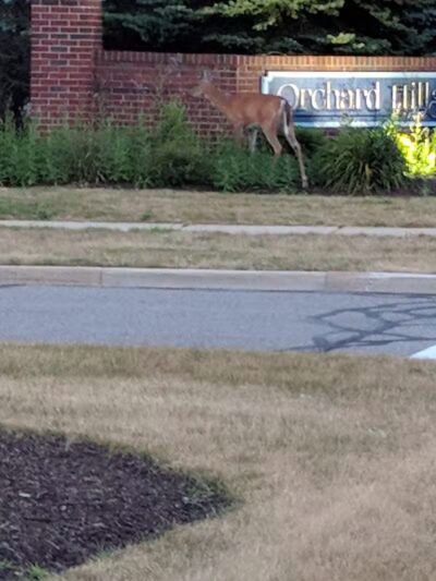 Orchard Hills West Park - Novi, MI