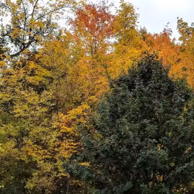 Orchard Hills West Park - Novi, MI