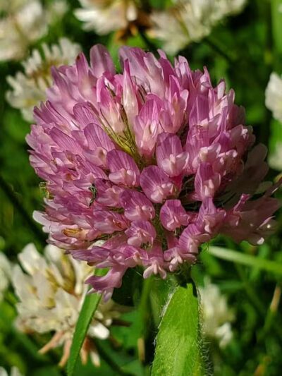 Orchard Hills West Park - Novi, MI