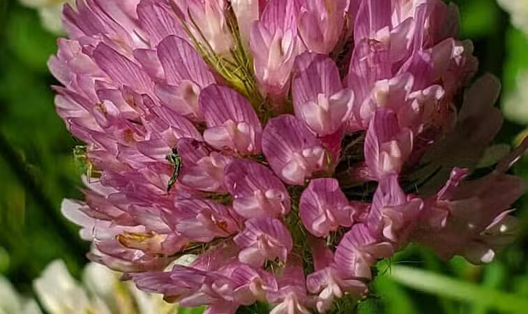 Orchard Hills West Park - Novi, MI