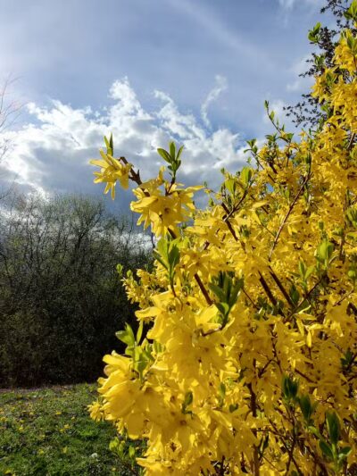 Orchard Hills West Park - Novi, MI