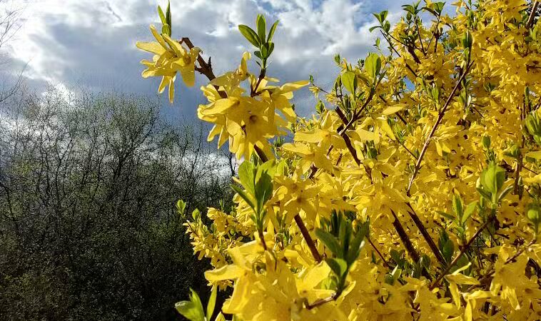 Orchard Hills West Park - Novi, MI