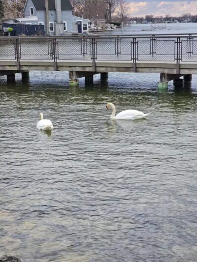 Scenic Overlook #2 - Novi, MI