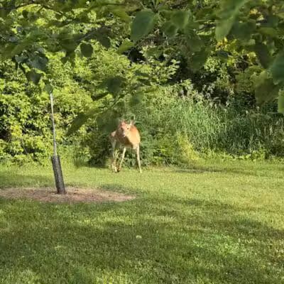 Village Wood Lake Park - Novi, MI