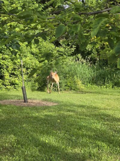 Village Wood Lake Park - Novi, MI