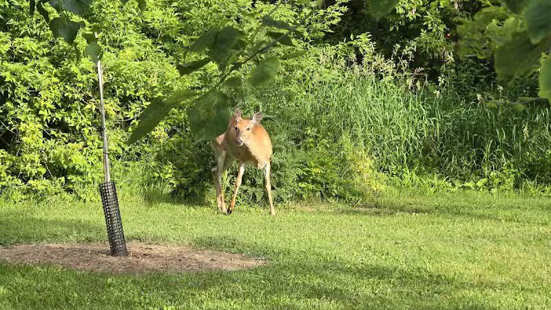 Village Wood Lake Park - Novi, MI