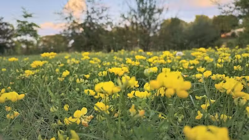 Village Wood Lake Park - Novi, MI