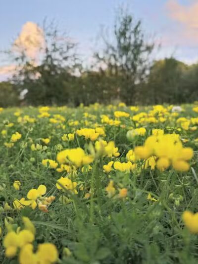 Village Wood Lake Park - Novi, MI