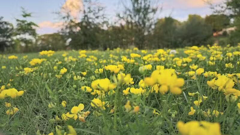 Village Wood Lake Park - Novi, MI