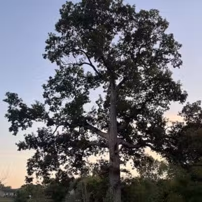 Village Wood Lake Park - Novi, MI